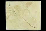 Fossil Leaf (Populus)- Green River Formation, Utah #111421-1